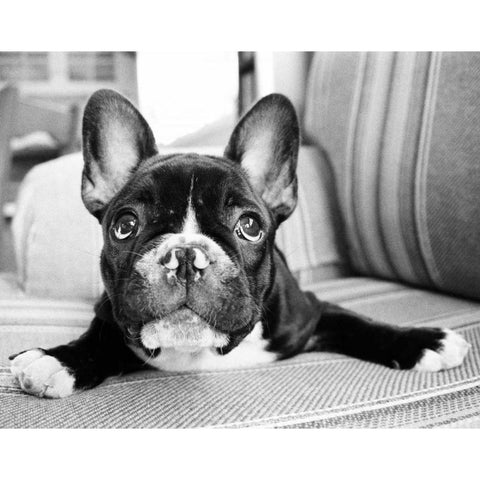 Hugo Black Modern Wood Framed Art Print by Levin, Kim