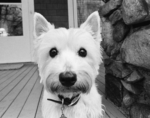 Rosie White Modern Wood Framed Art Print with Double Matting by Levin, Kim