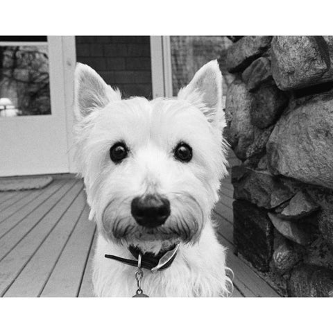 Rosie Black Modern Wood Framed Art Print with Double Matting by Levin, Kim