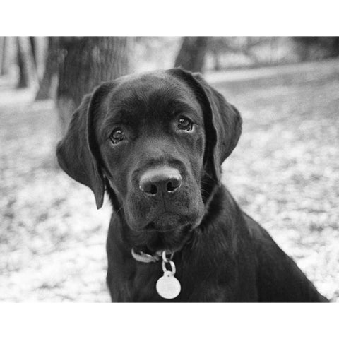 Zoey Black Modern Wood Framed Art Print by Levin, Kim