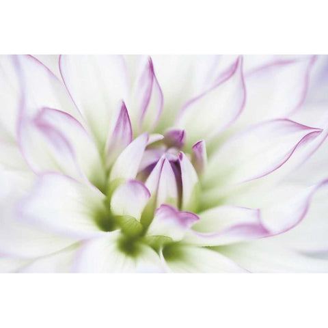 Dahlia Black Modern Wood Framed Art Print with Double Matting by LeBlanc, Dawn