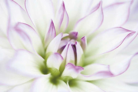 Dahlia Black Ornate Wood Framed Art Print with Double Matting by LeBlanc, Dawn