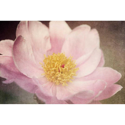 Peony in the Park Black Modern Wood Framed Art Print with Double Matting by LeBlanc, Dawn