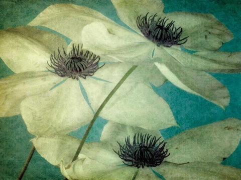 Klema Black Ornate Wood Framed Art Print with Double Matting by LeBlanc, Dawn