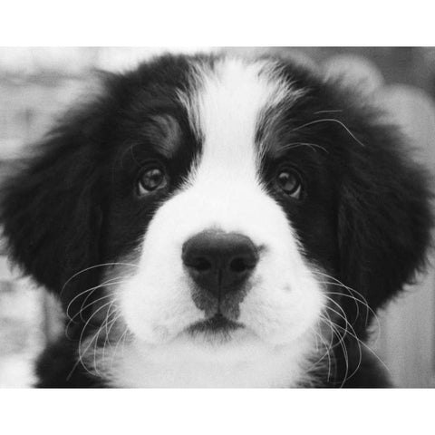 Ben White Modern Wood Framed Art Print by Levin, Kim