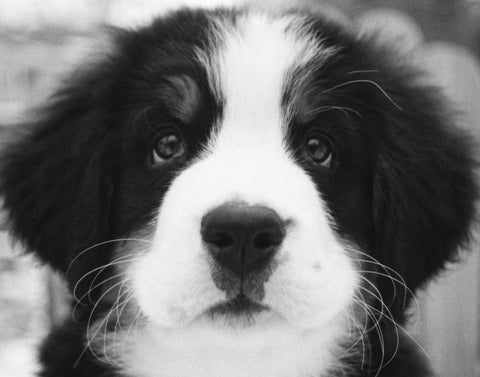 Ben Black Ornate Wood Framed Art Print with Double Matting by Levin, Kim