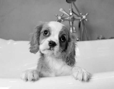 Lulu White Modern Wood Framed Art Print with Double Matting by Levin, Kim