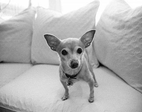 Sweetpea White Modern Wood Framed Art Print with Double Matting by Levin, Kim