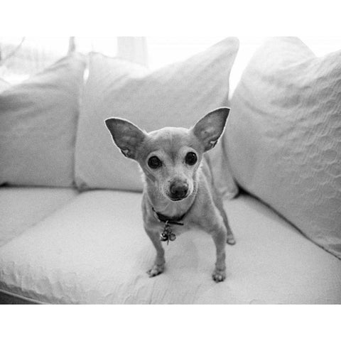 Sweetpea Black Modern Wood Framed Art Print by Levin, Kim