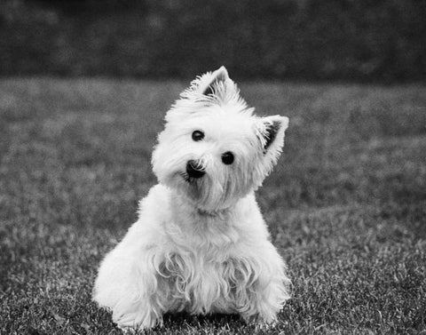 Winnie White Modern Wood Framed Art Print with Double Matting by Levin, Kim