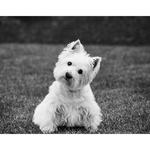 Winnie Black Modern Wood Framed Art Print with Double Matting by Levin, Kim