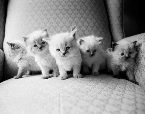 Five Kittens White Modern Wood Framed Art Print with Double Matting by Levin, Kim