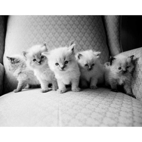 Five Kittens Black Modern Wood Framed Art Print by Levin, Kim