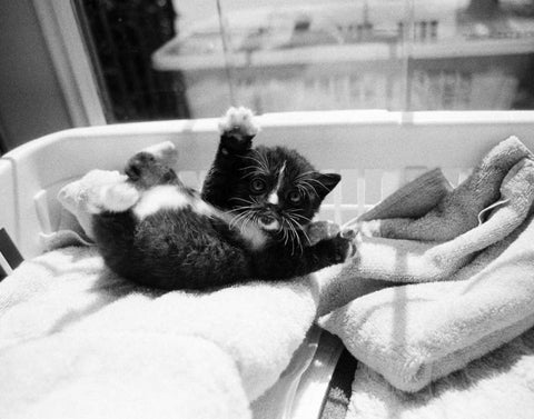 Kitten Laundry White Modern Wood Framed Art Print with Double Matting by Levin, Kim