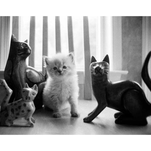 Ragdoll Kitten Black Modern Wood Framed Art Print with Double Matting by Levin, Kim