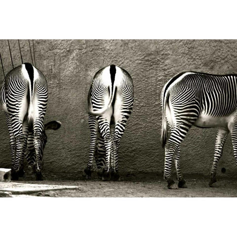 Zebra Butts White Modern Wood Framed Art Print by Lawhorn, Courtney