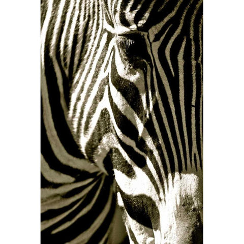 Zebra Head Gold Ornate Wood Framed Art Print with Double Matting by Lawhorn, Courtney