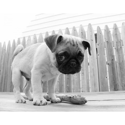 Bentley Gold Ornate Wood Framed Art Print with Double Matting by Levin, Kim