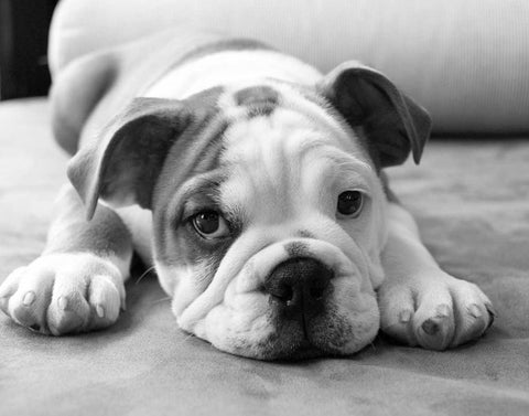 Bodhi White Modern Wood Framed Art Print with Double Matting by Levin, Kim