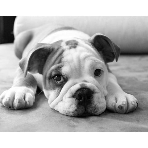 Bodhi White Modern Wood Framed Art Print by Levin, Kim