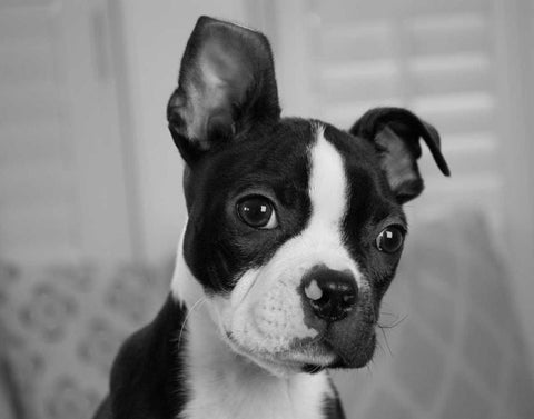 Hugo the Thinker Black Ornate Wood Framed Art Print with Double Matting by Levin, Kim