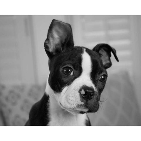 Hugo the Thinker Gold Ornate Wood Framed Art Print with Double Matting by Levin, Kim