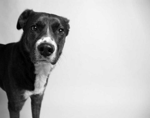 Reilly Black Ornate Wood Framed Art Print with Double Matting by Levin, Kim