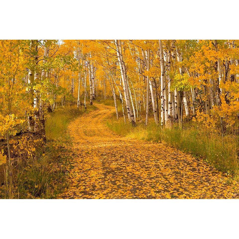 Aspen Tree Trunks White Modern Wood Framed Art Print by Leacock, J.C.