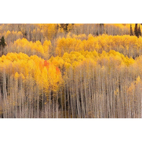 Beckwith Aspens Black Modern Wood Framed Art Print by Leacock, J.C.
