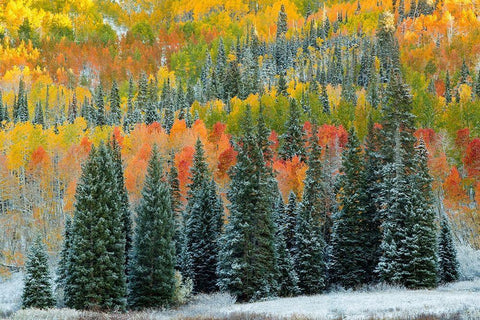 Christmas Trees White Modern Wood Framed Art Print with Double Matting by Leacock, J.C.