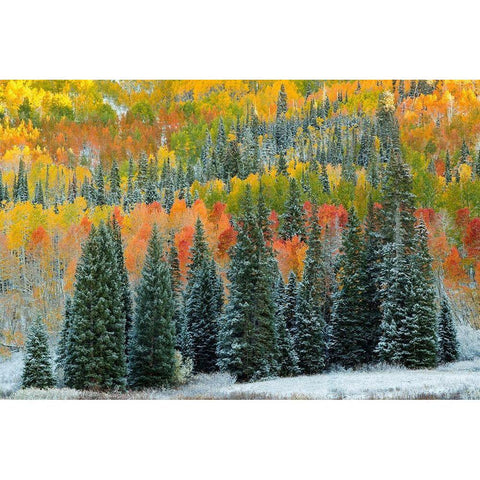 Christmas Trees Black Modern Wood Framed Art Print with Double Matting by Leacock, J.C.