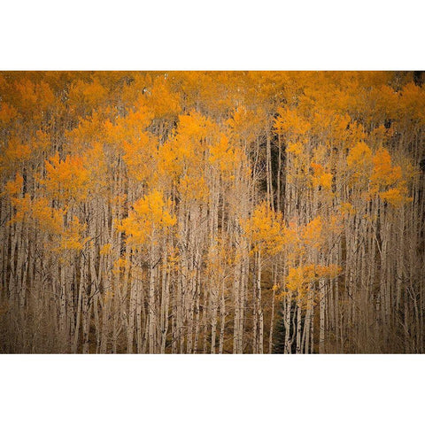 Intimate Aspen Gold Ornate Wood Framed Art Print with Double Matting by Leacock, J.C.