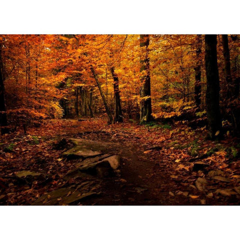 Autumn Path Black Modern Wood Framed Art Print with Double Matting by Mikaels, Natalie