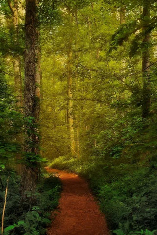 Fairytale Path White Modern Wood Framed Art Print with Double Matting by Mikaels, Natalie