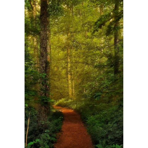 Fairytale Path Black Modern Wood Framed Art Print with Double Matting by Mikaels, Natalie