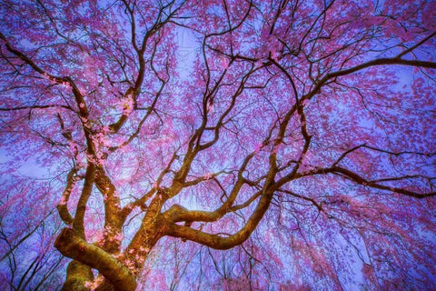 Weeping Cherry Black Ornate Wood Framed Art Print with Double Matting by Mikaels, Natalie