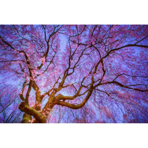 Weeping Cherry Gold Ornate Wood Framed Art Print with Double Matting by Mikaels, Natalie