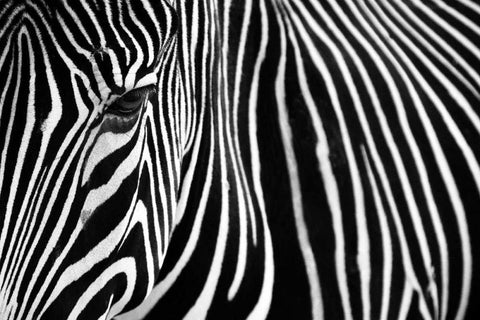 Zebra in Lisbon Zoo Black Ornate Wood Framed Art Print with Double Matting by Mumford, Andy