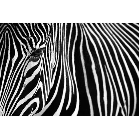 Zebra in Lisbon Zoo Black Modern Wood Framed Art Print by Mumford, Andy