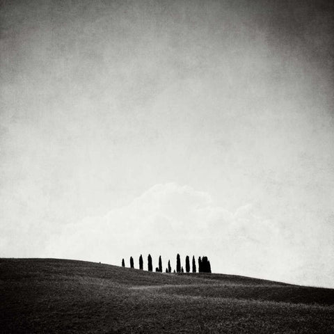 Hidden Forest White Modern Wood Framed Art Print by Morrissey, Margaret