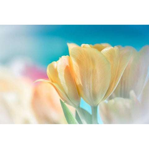 Magical Black Modern Wood Framed Art Print with Double Matting by Marie, Dina