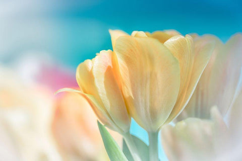 Magical White Modern Wood Framed Art Print with Double Matting by Marie, Dina