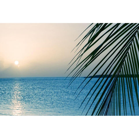 Palm Black Modern Wood Framed Art Print with Double Matting by Marie, Dina