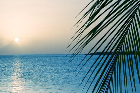 Palm White Modern Wood Framed Art Print with Double Matting by Marie, Dina