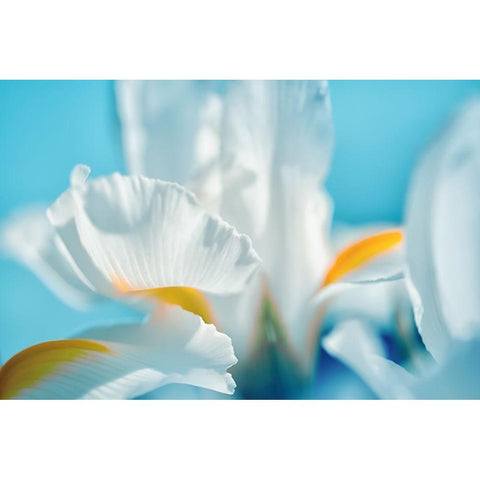 Tropical Dreams White Modern Wood Framed Art Print by Marie, Dina