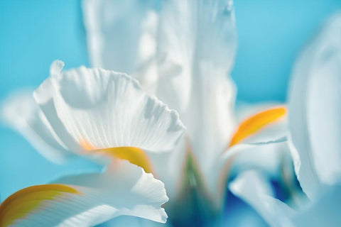 Tropical Dreams White Modern Wood Framed Art Print with Double Matting by Marie, Dina