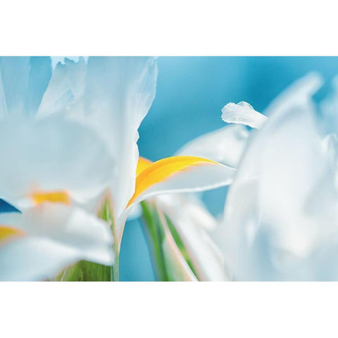 Vibrance White Modern Wood Framed Art Print by Marie, Dina