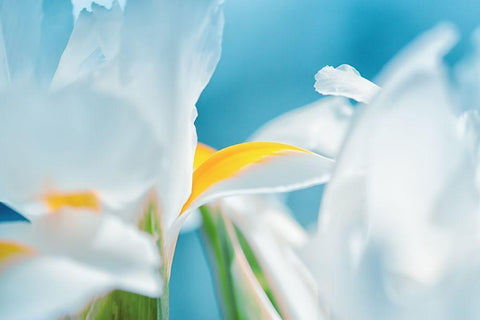 Vibrance White Modern Wood Framed Art Print with Double Matting by Marie, Dina