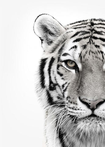 White Tiger White Modern Wood Framed Art Print with Double Matting by Design Fabrikken