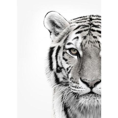 White Tiger Gold Ornate Wood Framed Art Print with Double Matting by Design Fabrikken